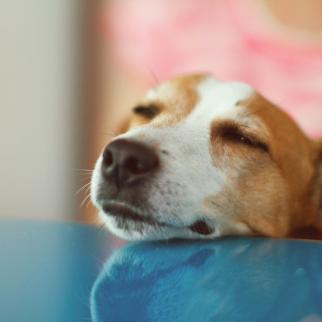 One of our employees dogs napping in the office.